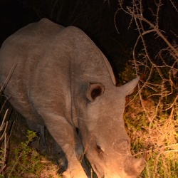 2015-05 South Africa/iMfolozi/DSC_0149.JPG